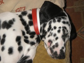 pupi